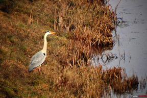 Раскіданае гняздо: як беларусы па абодва бакі мяжы пазбаўленыя права жыць напоўніцу